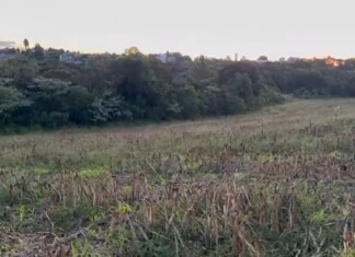 VÍDEO: Corpo é encontrado em cova e quatro suspeitos são presos em Chapecó