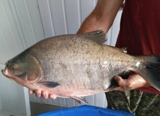 Feira do Peixe começa nesta quarta em Chapecó com 12 pontos de venda