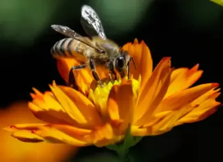 Homem morre após ataque de abelhas no Oeste de SC