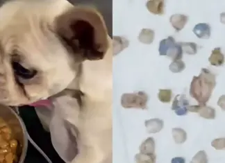 Filhote ingere 55 pedras de crack e mobiliza veterinários em Joinville