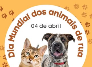 Dia Mundial dos Animais de Rua reforça alerta sobre abandono e incentiva ações
