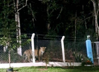 É FAKE: Onça-pintada não apareceu em Chapecó