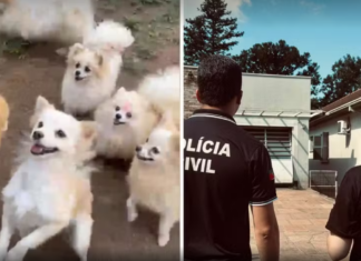 VÍDEO: Mais de 200 animais são resgatados e donos de canil são presos por maus-tratos