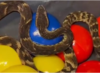 VÍDEO: Cobra em brinquedo infantil – jararaca é resgatada em restaurante de Suzano