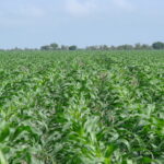 Campo em Foco: Demanda de nutrientes para a produção de milho; grão e silagem
