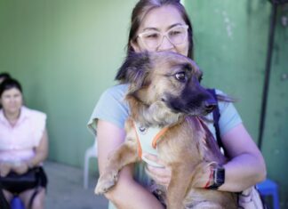 Abril Laranja: no mês de combate à crueldade contra os animais, Governo de SC destaca ações para o bem-estar animal