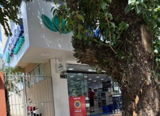 Árvores com risco de queda começam a ser retiradas na Getúlio Vargas em Chapecó