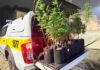 VÍDEO: Polícia descobre plantação de maconha após perseguição em SC
