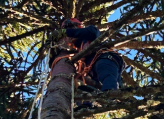 CBMSC alerta para risco de acidentes graves e orienta sobre procedimentos durante a colheita do pinhão