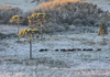 Gado sobre gelo, roupas congeladas e frio de até -3,3°C marcam amanhecer na Serra Catarinense