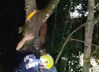 Trabalhador fica preso a 15 metros de altura após acidente durante corte de árvore em SC