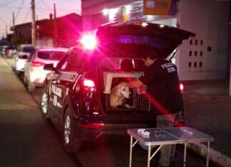 Polícia Civil e ONG salvam cadela vítima de maus-tratos após dias de sofrimento no Oeste de SC