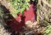 VÍDEO: Populares registram “água cor de vinho” em córrego de Chapecó
