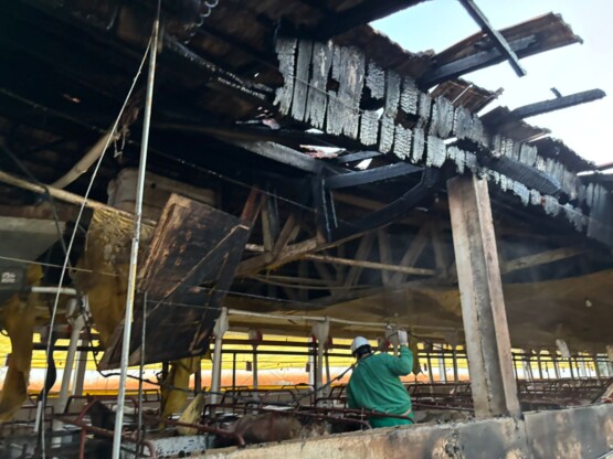 Incêndio atinge granja de suínos e mobiliza bombeiros no Oeste Catarinense