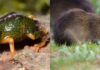 Biodiversidade insular: SC é refúgio do preá-de-moleques-do-sul e de nova descoberta na Serra do Tabuleiro