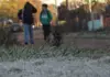 Santa Catarina terá frio intenso e temperaturas negativas até sexta-feira