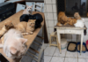 Após descumprimento de acordo, MPSC ajuíza ação contra tutora dos 400 gatos encontrados em um apartamento no Oeste de SC