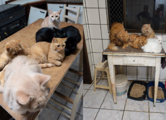 Após descumprimento de acordo, MPSC ajuíza ação contra tutora dos 400 gatos encontrados em um apartamento no Oeste de SC