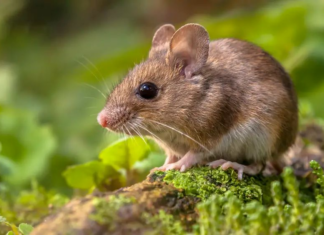 Com vigilância ativa, Santa Catarina registra um único caso de hantavírus não transmissível entre humanos em 2026