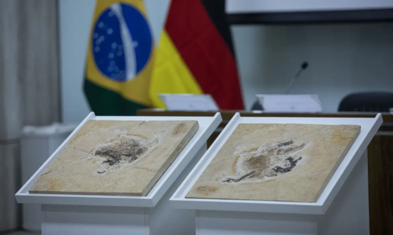 Brasil tenta repatriar fósseis levados ilegalmente e enfrenta resistência de países estrangeiros