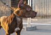 Mulher é atacada por pit bulls soltos na rua e acaba ferida no Meio-Oeste catarinense