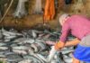 Após articulação de SC, pesca de arrasto da tainha é liberada novamente no litoral catarinense