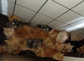 Mulher é indiciada por maus-tratos após manter cerca de 400 gatos em apartamento no Oeste de SC