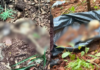 Ossada humana é encontrada em área de mata em SC