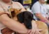 Maior programa de castração animal do Brasil já realizou quase 44 mil procedimentos em Santa Catarina
