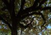Parque Palmital recebe melhorias e tem chafariz restaurado em Chapecó