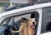 Cães de grande porte soltos em via pública mobilizam PM e são recolhidos em Chapecó