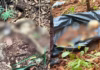 Ossada humana é encontrada em área de mata em SC