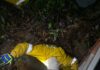 Cachorro é resgatado de poço de 4 metros pelos Bombeiros no Oeste Catarinense