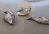 Foca-leopardo rara da Antártica surpreende moradores em praia de Santa Catarina