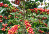 Novas regras da União Europeia podem dificultar exportação de café brasileiro e atingir pequenos produtores