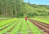 Dia do Meio Ambiente: SC Rural 2 vai beneficiar 57 mil agricultores e pescadores com ações para sustentabilidade e resiliência climática