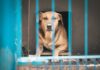 Alesc aprova Lei Orelha e endurece punições para maus-tratos contra animais em SC