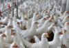 Santa Catarina bate recorde histórico nas exportações de carne de frango em 2026