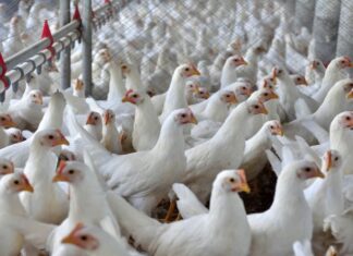Santa Catarina bate recorde histórico nas exportações de carne de frango em 2026