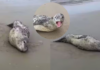 Foca-leopardo rara da Antártica surpreende moradores em praia de Santa Catarina