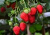 Pesquisa da Epagri quer garantir produção de mudas de morango mais baratas e de alta qualidade