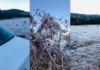 Santa Catarina registra -5,7°C e 19 cidades amanhecem abaixo de zero; teia de aranha congela na Serra