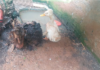 Ibama interdita zoológico clandestino no Oeste de SC e resgata 655 animais