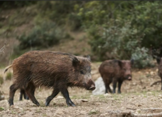 Alesc aprova projeto que prevê pagamento de R$ 100 por javali abatido em Santa Catarina