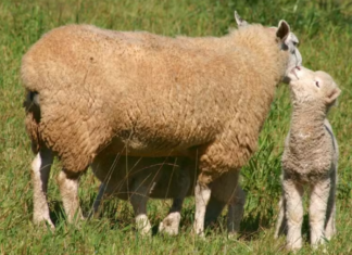 Inverno mais chuvoso exige reforço no manejo de ovinos durante a temporada de nascimentos no RS