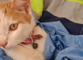 Gata é resgatada com vida após passar 23 dias sob escombros de terremoto na Venezuela
