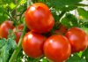 Preço do tomate cai quase 16% em junho e lidera redução entre hortaliças, aponta Conab