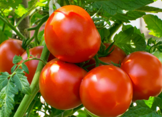 Preço do tomate cai quase 16% em junho e lidera redução entre hortaliças, aponta Conab