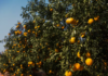 Chuvas e ventos acendem alerta para perdas na safra de laranja no Brasil