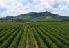 Embrapa orienta produtores do Sul a se prepararem para os impactos do El Niño nas lavouras